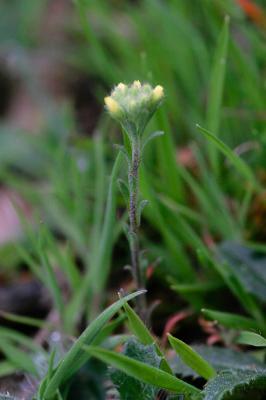 Alysson à calice persistant Alyssum alyssoides (L.) L., 1759