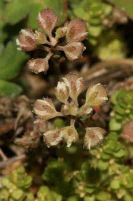 Alysson à calice persistant Alyssum alyssoides (L.) L., 1759