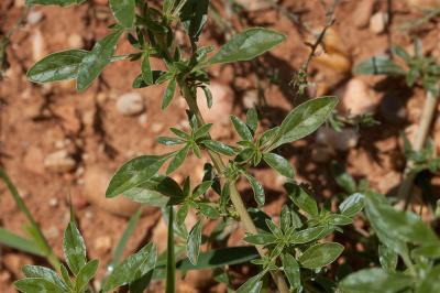 Amarante fausse-blette, Fausse Amarante Amaranthus blitoides S.Watson, 1877