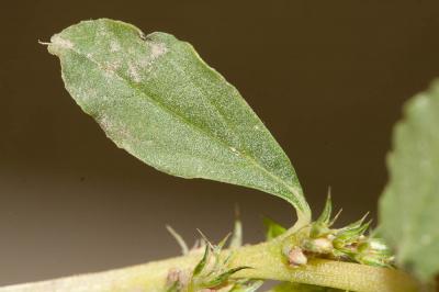 Amarante albus, Amarante blanche Amaranthus albus L., 1759