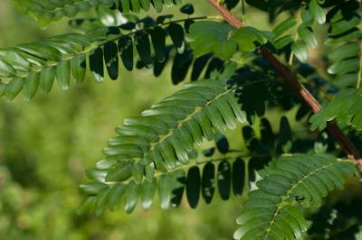 Indigo du Bush, Amorphe buissonnante Amorpha fruticosa L., 1753