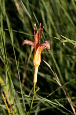 Hémérocalle fauve Hemerocallis fulva (L.) L., 1762