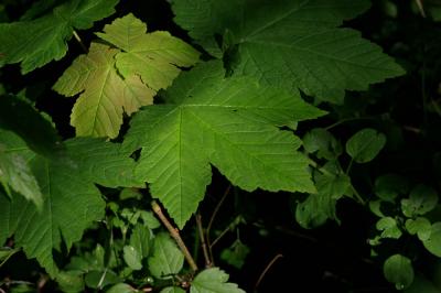 Érable sycomore, Grand Érable Acer pseudoplatanus L., 1753