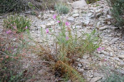 Épilobe à feuilles de romarin, Épilobe Romarin Epilobium dodonaei Vill., 1779