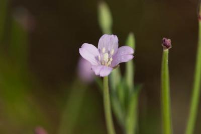 Épilobe à tige carrée, Épilobe à quatre angles Epilobium tetragonum L., 1753