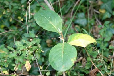 Chèvrefeuille des bois, Cranquillier Lonicera periclymenum L., 1753