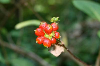 Chèvrefeuille des bois, Cranquillier Lonicera periclymenum L., 1753