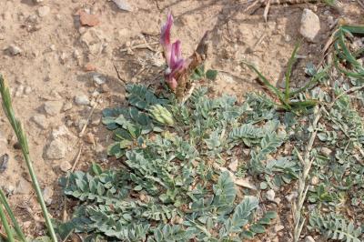 Astragale blanchâtre Astragalus incanus L., 1759