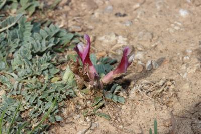 Astragale blanchâtre Astragalus incanus L., 1759