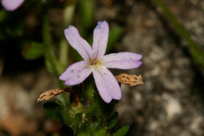 Érine des Alpes Erinus alpinus L., 1753