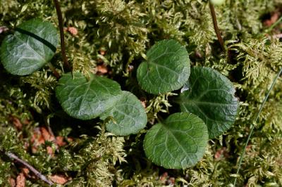 Pyrole verdâtre, Pyrole à fleurs verdâtres, Pirole Pyrola chlorantha Sw., 1810