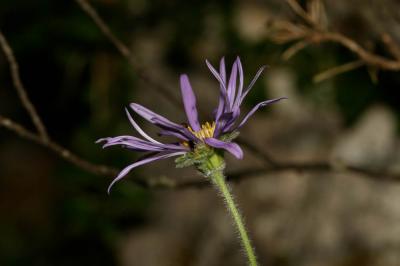 Aster des Alpes Aster alpinus L., 1753