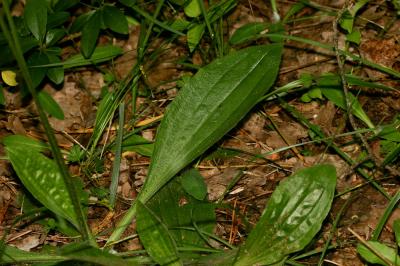 Plantain moyen Plantago media L., 1753