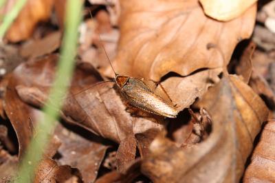 Blatte jaune Ectobius lapponicus (Linnaeus, 1758)