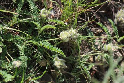 Astragale pourpre Astragalus hypoglottis L., 1771