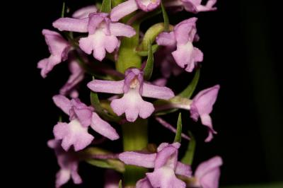 Gymnadénie moucheron, Orchis moucheron, Orchis mou Gymnadenia conopsea (L.) R.Br., 1813
