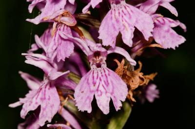 Orchis de Fuchs, Orchis tacheté des bois, Orchis d Dactylorhiza fuchsii (Druce) Soó, 1962