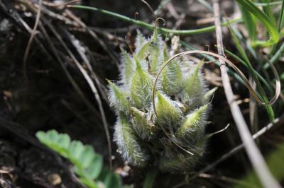 Astragale pourpre Astragalus hypoglottis L., 1771