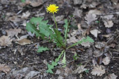 Pissenlit de Braun-Blanquet Taraxacum braun-blanquetii Soest, 1954