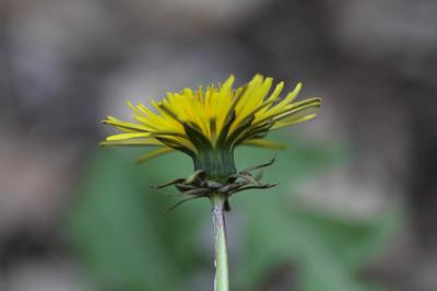 Pissenlit de Braun-Blanquet Taraxacum braun-blanquetii Soest, 1954