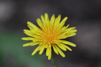 Pissenlit de Braun-Blanquet Taraxacum braun-blanquetii Soest, 1954