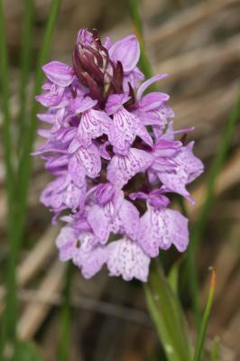 Orchis tacheté, Orchis maculé Dactylorhiza maculata (L.) Soó, 1962