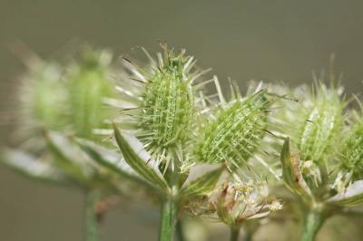 Caucalis à grandes fleurs Orlaya grandiflora (L.) Hoffm., 1814