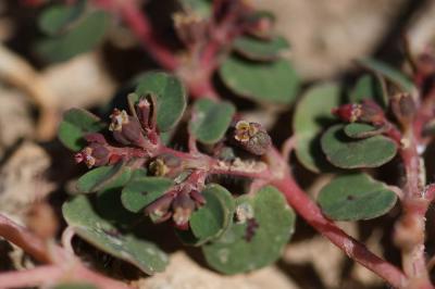 Euphorbe rampante Euphorbia serpens Kunth, 1817