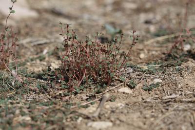 Euphorbe rampante Euphorbia serpens Kunth, 1817