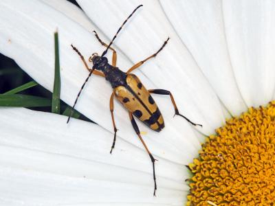 Lepture tacheté (Le) Rutpela maculata (Poda, 1761)