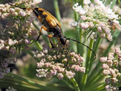 Lepture tacheté (Le) Rutpela maculata (Poda, 1761)
