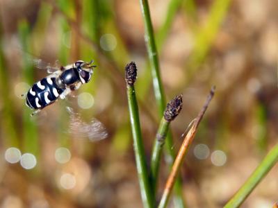 Syrphe du poirier, Syrphe pyrastre Scaeva pyrastri (Linnaeus, 1758)