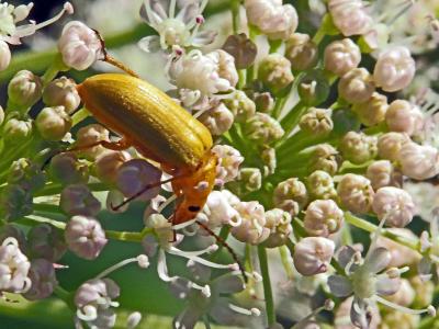  Cteniopus sulphureus (Linnaeus, 1758)