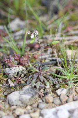 Drave de printemps Draba verna L., 1753