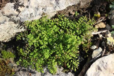 Hornungie des pierres, Hutchinsie des pierres Hornungia petraea (L.) Rchb., 1838