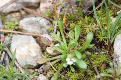 Saxifrage à trois doigts, Petite saxifrage Saxifraga tridactylites L., 1753