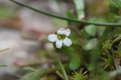 Saxifrage à trois doigts, Petite saxifrage Saxifraga tridactylites L., 1753