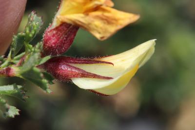 Bugrane striée Ononis striata Gouan, 1773
