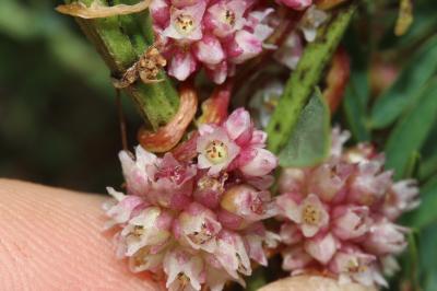 Grande cuscute, Cuscute d’Europe Cuscuta europaea L., 1753