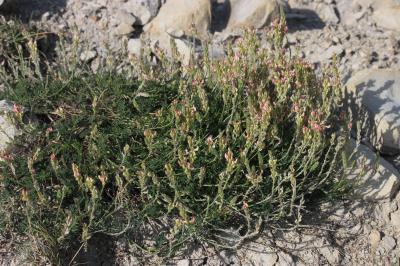 Sainfoin couchée, Esparcette couchée Onobrychis supina (Chaix ex Vill.) DC., 1805