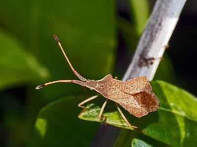  Syromastus rhombeus (Linnaeus, 1767)