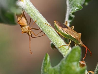 Gonocère du buis Gonocerus acuteangulatus (Goeze, 1778)