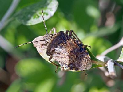 Punaise nébuleuse, Punaise grise Rhaphigaster nebulosa (Poda, 1761)
