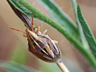  Aelia rostrata Boheman, 1852