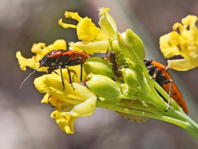  Eurydema ornata (Linnaeus, 1758)