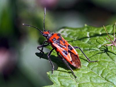 Corise de la jusquiame Corizus hyoscyami (Linnaeus, 1758)