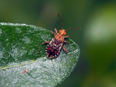  Rhopalus subrufus (Gmelin, 1790)