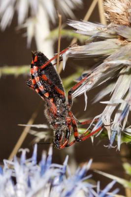  Rhynocoris cuspidatus Ribaut, 1921