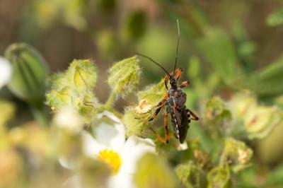 Rhynocoris cuspidatus Ribaut, 1921