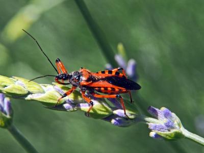  Rhynocoris iracundus (Poda, 1761)